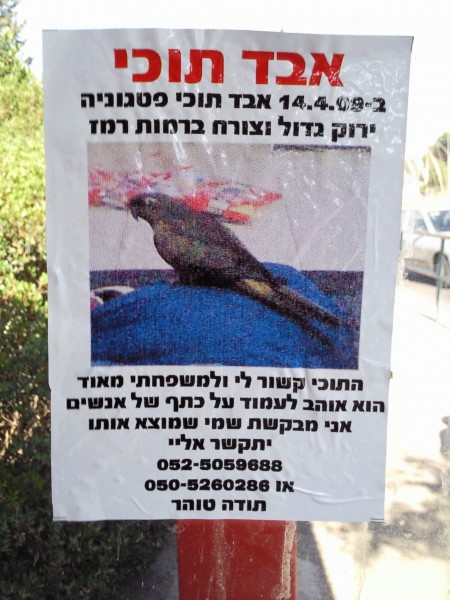 אבד תוכי ירוק גדול וצורח. צילום: Oh Zift אבד תוכי ירוק גדול וצורח. צילום: Oh Zift