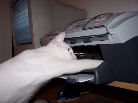 נוגה מתקנת מדפסת. צילום: עידו קינן (cc-by-sa)